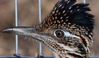 59 Wagon Rd, Alpine, TX 79830