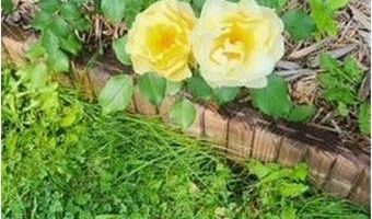 1019 Ash St, Alexandria, MN 56308