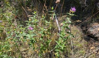 Old Camp Rd, Bellvue, CO 80512