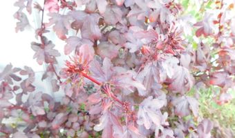 2460 NW GARVIN Ave, Arcadia, FL 34266