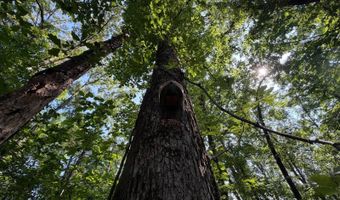0 County Road 217, Blue Springs, MS 38828