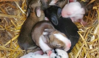 4775 S 50th Rd, Aldrich, MO 65601