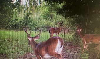 1243 Silcox Rd, Ashford, AL 36312