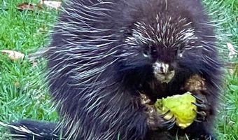 216 North Rd, Candia, NH 03034