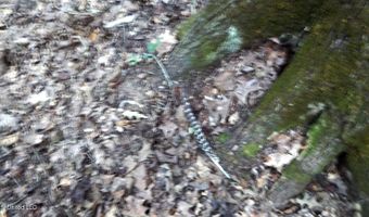 590 247 Country Rd, Bruce, MS 38915