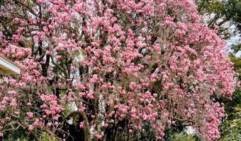 418 Broughton St, Bainbridge, GA 39817