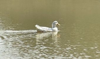 414332 E 1885 Rd, Antlers, OK 74523