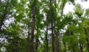 Double Pond Road, Blackville, SC 29817