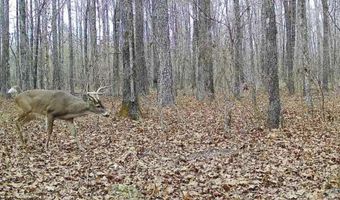 439 WILD ROSE Trl, Ashville, AL 35953