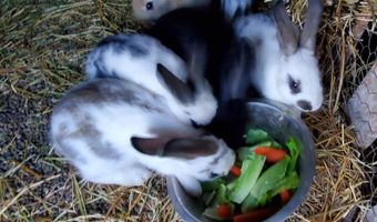 4775 S 50th Rd, Aldrich, MO 65601