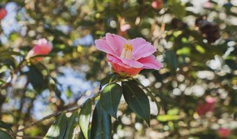 105 Florence St 103, Aiken, SC 29801