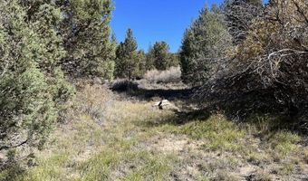 Highway 38, Angelus Oaks, CA 92305