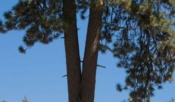 6 7 Joines, Alturas, CA 96101