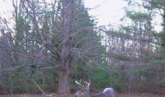 8818 French Rd, Alpena, MI 49707