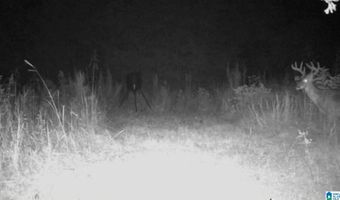 6150 SHOAL CREEK Rd 124+/- Acres, Ashville, AL 35953