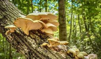 258 Captain Whitney Rd, Becket, MA 01223