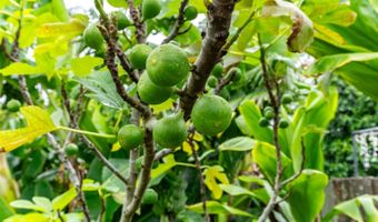 45-313 Nakuluai St, Kaneohe, HI 96744