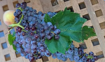 59 Wagon Rd, Alpine, TX 79830