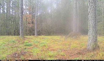 U.S. Highway 51, Bogue Chitto, MS 39629