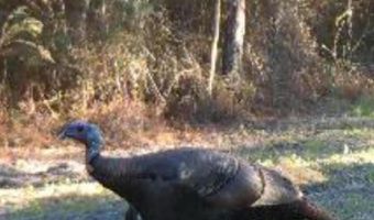 259 Forest Lake Rd, Beaumont, MS 39423