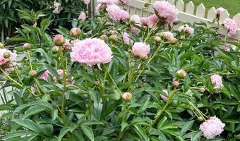 22364 WILSON MEADOWS Ln, Aldie, VA 20105