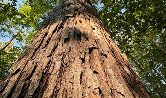 0 Military Rd, Beaverton, AL 35544