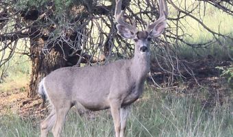 Simmens Ranch Road, Arenas Valley, NM 88061