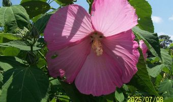 106 CREEKSIDE Dr, Dagsboro, DE 19939