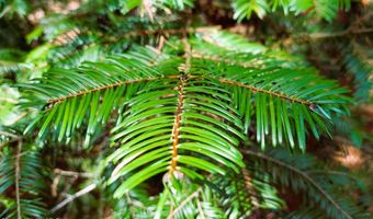 NKA Wandering Wolf Ridge Lot 3, Clark Fork, ID 83811