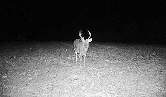County Road 25, Banks, AL 36005