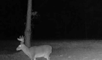 20 Ac Coot Adams Rd, Ashford, AL 36312