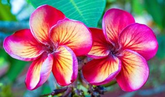 92-787 Makakilo Dr D23, Kapolei, HI 96707