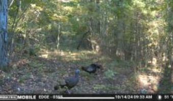 Whiskey Creek Lane, Batesville, AR 72501
