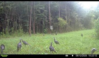 2517 Wesson Gap Rd, Attalla, AL 35954