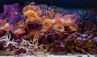 572 Rockrose Ct, Incline Village, NV 89451