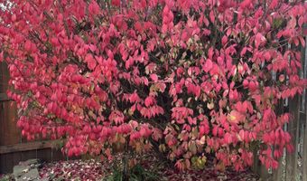 1705 Tyler Ave, Aurora, MO 65605