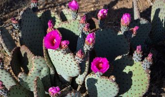 2641 S Javelina Rd, Yucca, AZ 86438