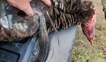 Reeves Road, Ashland, MS 38603