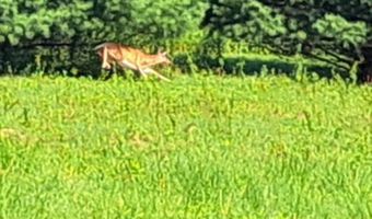 0 COUNTY ROUTE 41, Afton, NY 13730
