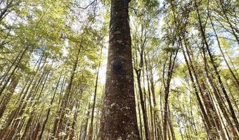 Eugene Ward Road, Adrian, GA 31002