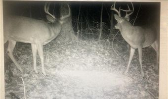 McKinley Guffey, Albany, KY 42602