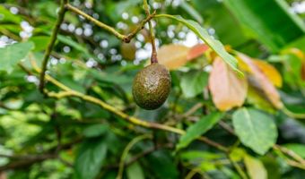 45-313 Nakuluai St, Kaneohe, HI 96744