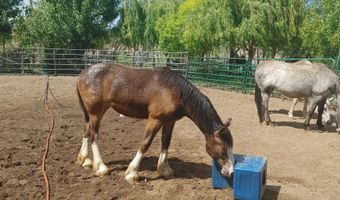 6252 King Hill Canal Rd, Bliss, ID 83314
