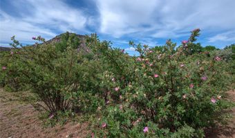 PURPLE ADOBE LAVENDER FARM 25 Private Drive 1622, Abiquiu, NM 87510