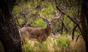 1678 Buerger, Archer City, TX 76351
