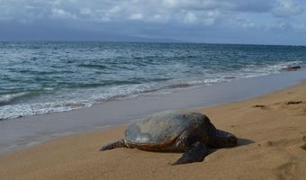 2737 S Kihei Rd 336, Kihei, HI 96753