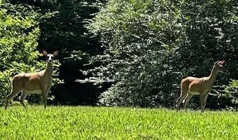 684 Mardis Point Rd, Baileyton, AL 35019