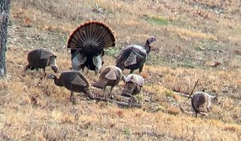 3968 Highway 167, Ash Flat, AR 72513
