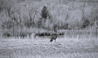 N Fork Hwy, Cody, WY 82414