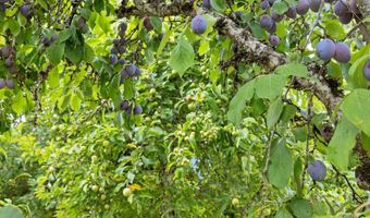 38115 SCRAVEL HILL Rd, Albany, OR 97322